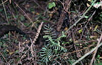 DK2143 Uncaria tomentosa.jpg