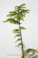 IMDOC 4830 Abies religiosa.jpg