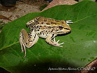 AMA0108 Lithobates forreri.jpg