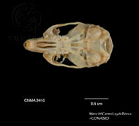 MCLB 0008 Mus museulus.JPG