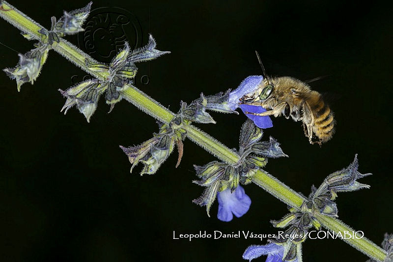 MN6PG0386%20Eucerini%20sp..jpg.4yfPxoT MYkRMYljQA3g0JtbmFja29CbnFuZ3NAbXJ6LGtwZwA. nDWiq2hjp