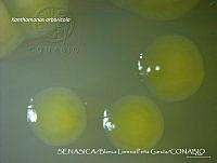 BLPG006 Xanthomonas arboricola.jpg
