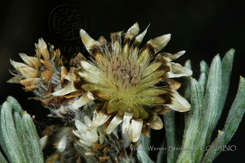 VWS049%20Gnaphaliothamnus%20lavandulifolius.jpg.nyfWiZL MQ3Bs3FhQA3g0JtbmFja29CbnFuZ3NAbXJ6LGtwZwA.xlOWa8ozvn