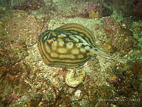 ISA098 Urobatis concentricus.jpg