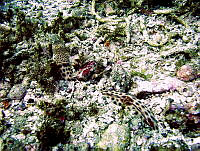 CMGV0100 Quassiremus nothochir.jpg