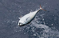 CNS1199 Euthynnus lineatus.jpg