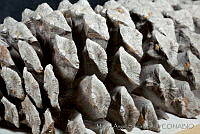 MASM03331 Pinus devoniana.jpg