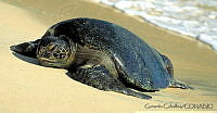 GC0034 Lepidochelys olivacea.jpg