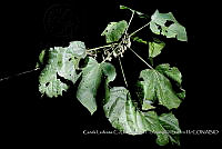 Atleq 0064 Hampea nutricia.jpg