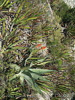 CGVM0418 Spiranthes cinnabarina.jpg