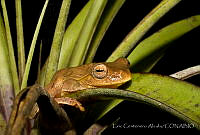 ECA0328 Tlalocohyla loquax.jpg