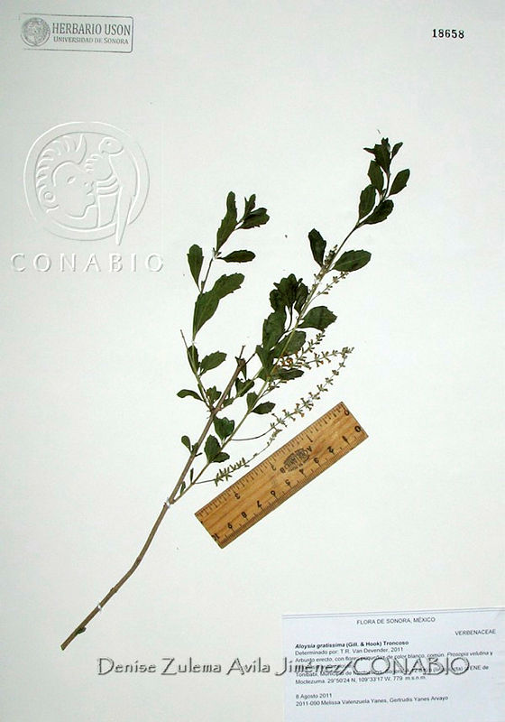 DZAJ064%20Aloysia%20gratissima.JPG.rieB Nn0Mfu1Z3dhQA3g0JtbmFja29CbnFuZ3NAbXJ6LGtwZwA.L2iuAUrun 