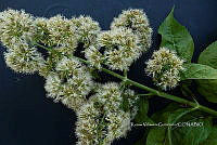 Yolox 1333 Athyrium skinneri (Baker) Diels.jpg