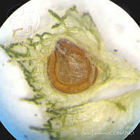 SL2683 Atriplex suberecta.jpg