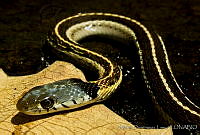 MDL0377 Thamnophis cyrtopsis.jpg