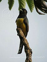 JAEH001 Trogon citreolus.jpg