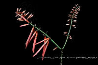 Atleq 0375 Erythrina salviiflora.jpg