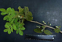 ME010 KV 01857 Bursera excelsa (Kunth) Engl..JPG