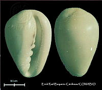 KT014 0584 Prunum cassis.JPG