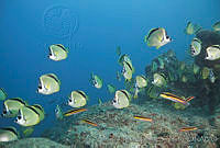 CNS1116 Johnrandallia nigrirostris.jpg