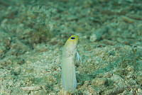 IDG1688 Opistognathus aurifrons.jpg