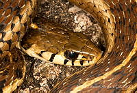 ECA0318 Thamnophis godmani.jpg