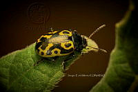 SM0488 Calligrapha mexicana.jpg