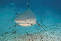CNS1260 Carcharhinus leucas.jpg