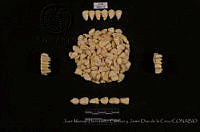 JMHCyJDDLC1636 Zea mays ssp. mays.JPG