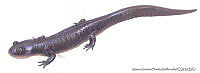MAPM0835 Ambystoma bombypellum.jpg