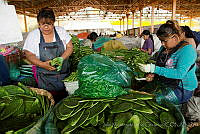 IMDOC0926 Opuntia sp..jpg