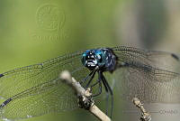 IMDOC1886 Libellulidae.jpg