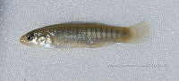 HE009 P 0113 Fundulus sp.jpg
