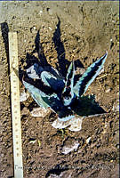 FGM3933 Agave sp..JPG