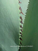 AJGM0329 Agave peacockii.JPG