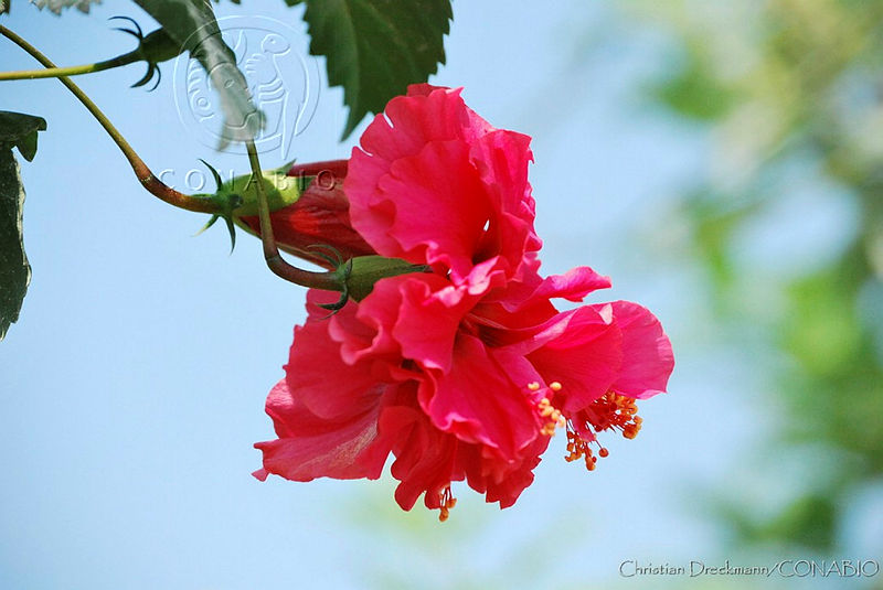 CD0196%20Hibiscus%20rosa sinensis.jpg.nye 4 H0MeUB55thQA3g0JtbmFja29CbnFuZ3NAbXJ6LGtwZwA.FPRInNU0bD
