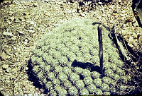 3191 Ferocactus flavovirens.jpg