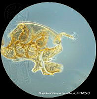 MVG 0677 Trigonuropoda sp..JPG