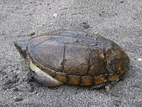 RLR0089 Staurotypus salvini.jpg