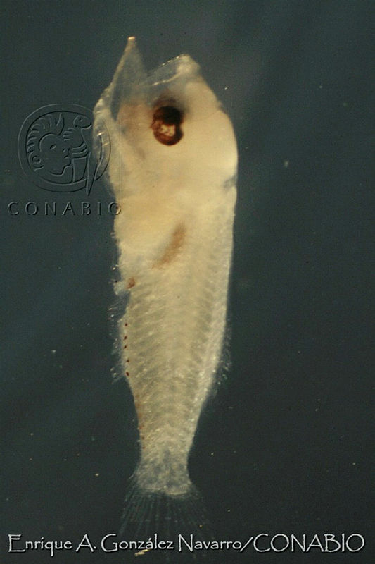 EAGN0155%20Paralabrax%20nebulifer.jpg.kSfiiaX6MSXpbUdhQA3g0JtbmFja29CbnFuZ3NAbXJ6LGtwZwA.lFueGRApV7