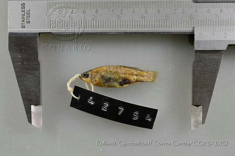 RQTG0105%20Girardinichthys%20multiradiatus.jpg.rSe85Yj0Md 7bztjQA3g0JtbmFja29CbnFuZ3NAbXJ6LGtwZwA.sO R5f3oGk