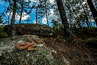 JCSP01 Lampropeltis knoblochi.jpg