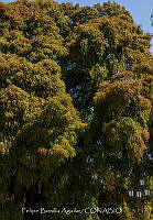 FBA1358 árbol del Tule en Oaxaca.jpg