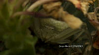 SM0273 Runcinia grammica.jpg
