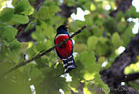 XVP0002 Trogon mexicanus.jpg