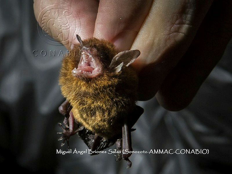 ProyME004%2002770%20Myotis%20keaysi.jpg.kCep4Lj1McnVlWdjQA3g0JtbmFja29CbnFuZ3NAbXJ6LGtwZwA.DduBrRyMCY