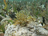 BDP0133 Dictyota sp..jpg