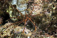 OAO0295 Stenorhynchus debilis.jpg
