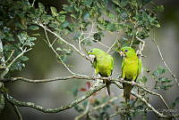 MASM08133 Psittacidae.jpg