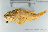 SGQ1022 Scorpaena mystes.jpg